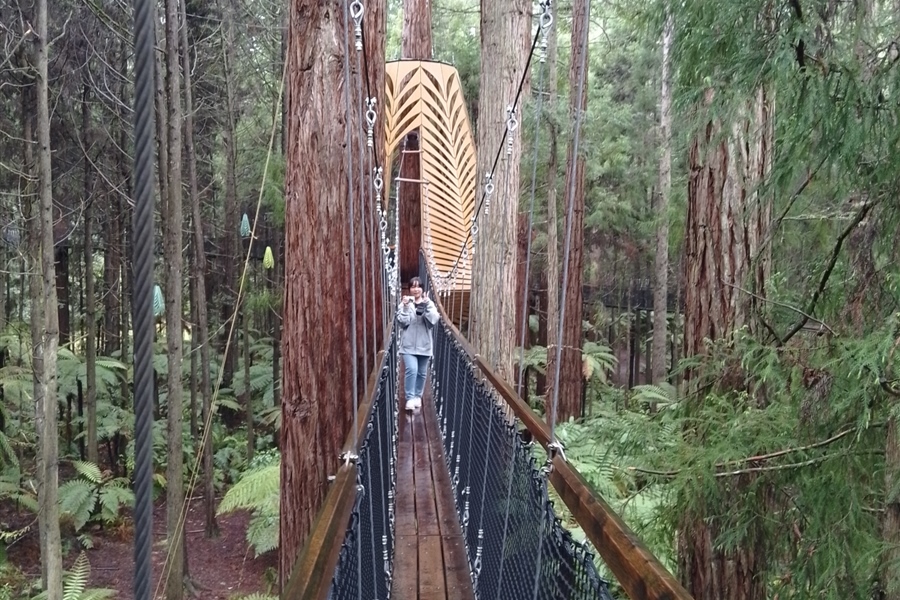 In the tree tops in the Redwood forest.