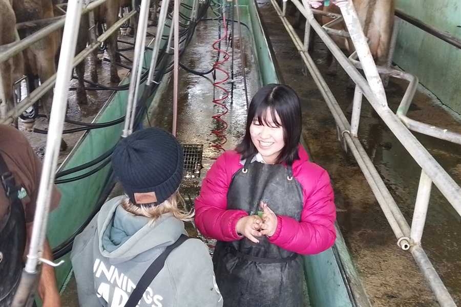 Luca helping with the afternoon milking.